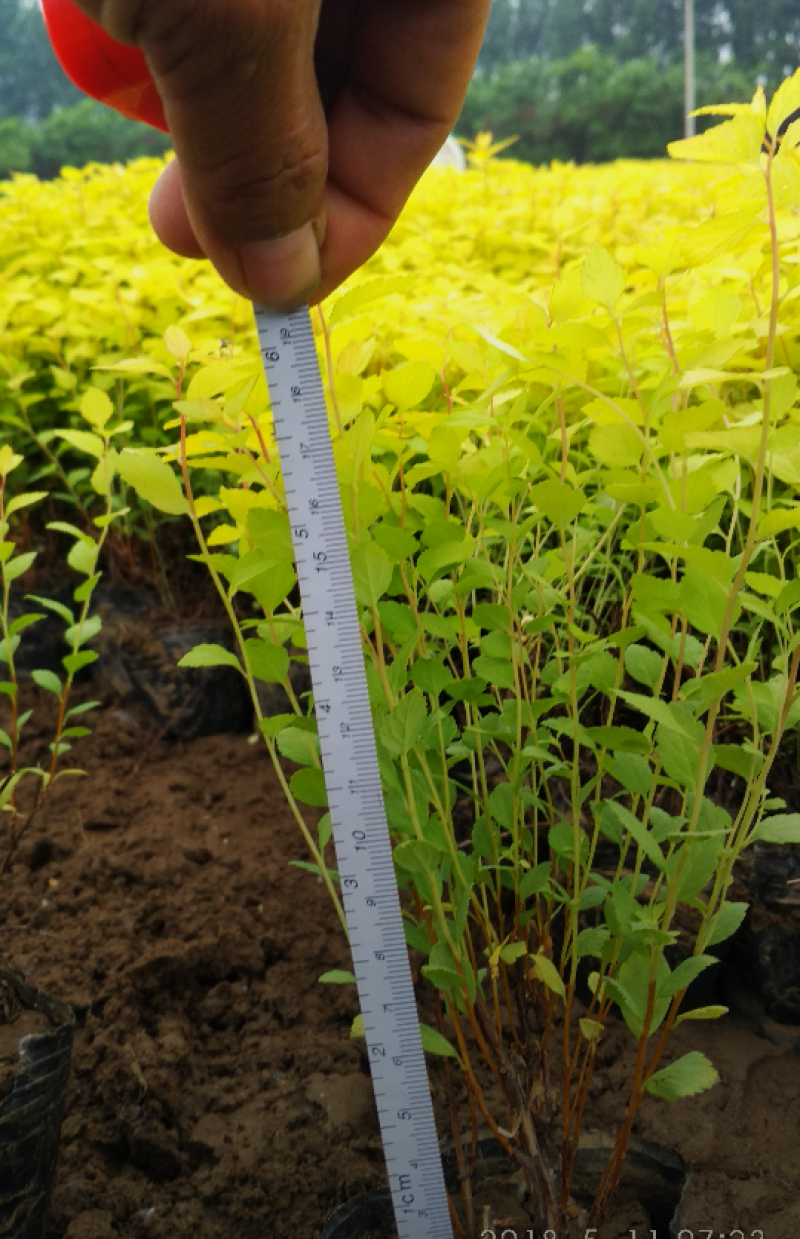 金山绣线菊20/30/40/50规格齐全成活率高价格优惠
