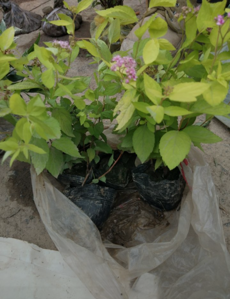 金山绣线菊20/30/40/50规格齐全成活率高价格优惠