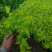 金山绣线菊20/30/40/50规格齐全成活率高价格优惠
