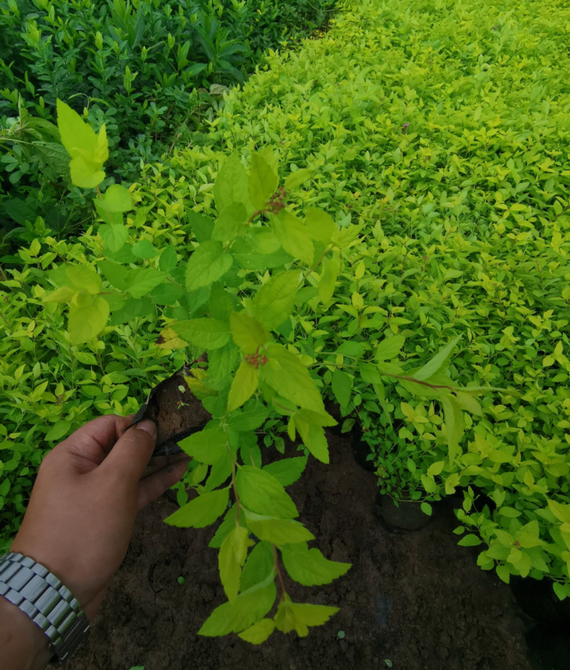 金山绣线菊20/30/40/50规格齐全成活率高价格优惠