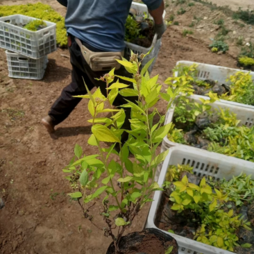 金山绣线菊20/30/40/50规格齐全成活率高价格优惠