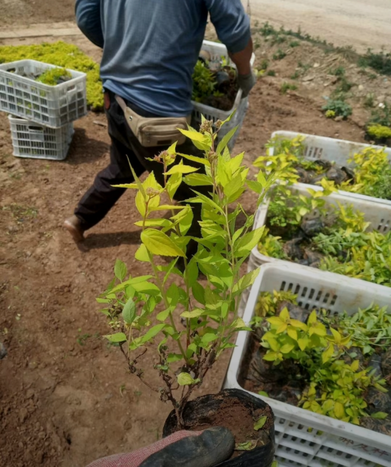金山绣线菊20/30/40/50规格齐全成活率高价格优惠