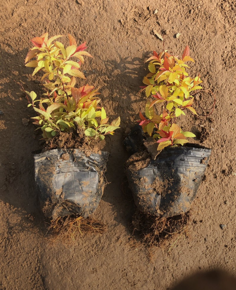 金山绣线菊20/30/40/50规格齐全成活率高价格优惠