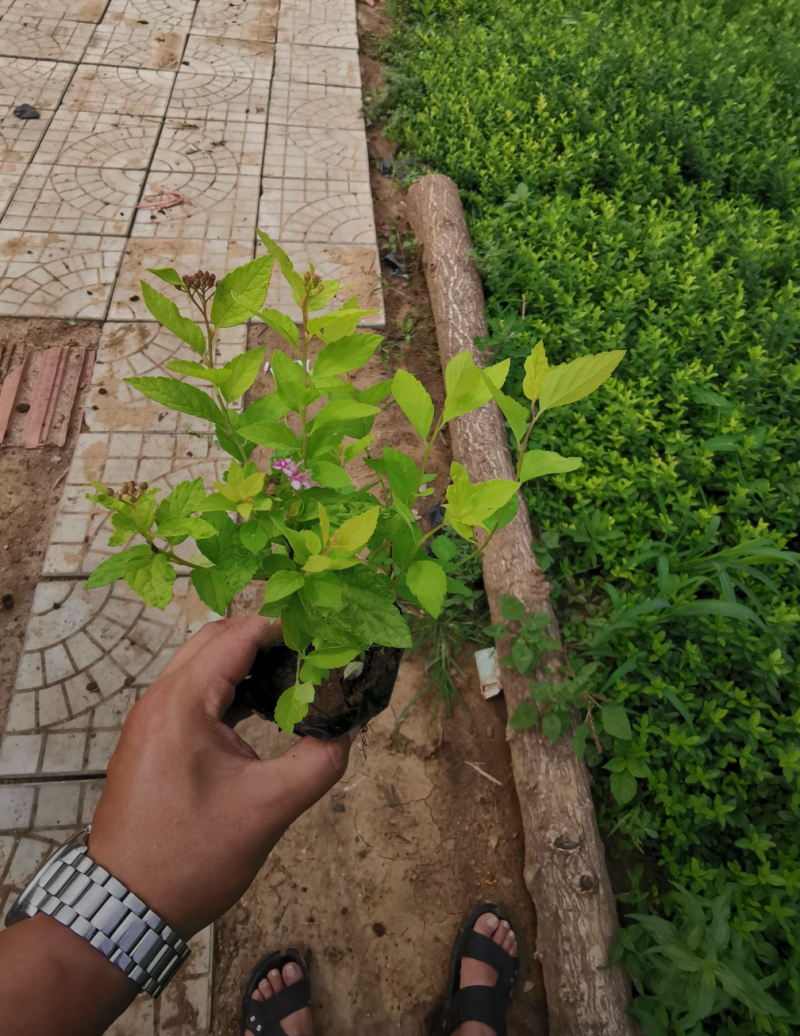 金山绣线菊20/30/40/50规格齐全成活率高价格优惠