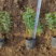 金山绣线菊20/30/40/50规格齐全成活率高价格优惠