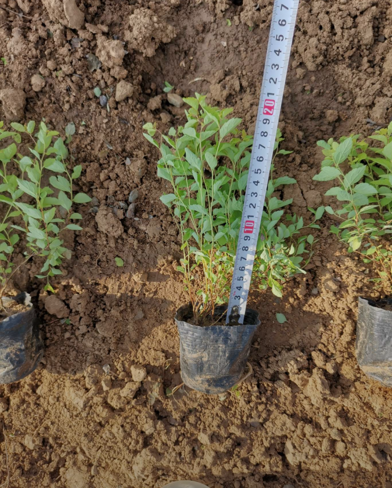金山绣线菊20/30/40/50规格齐全成活率高价格优惠