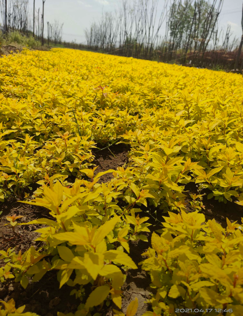 金山绣线菊20/30/40/50规格齐全成活率高价格优惠