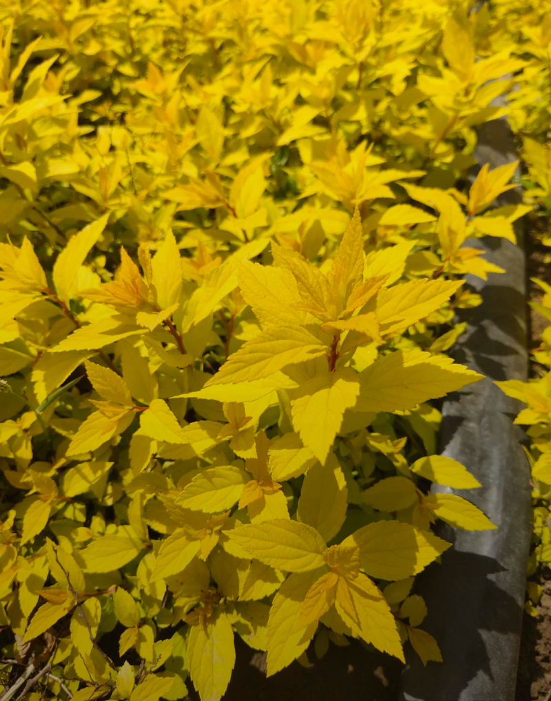 金山绣线菊20/30/40/50规格齐全成活率高价格优惠