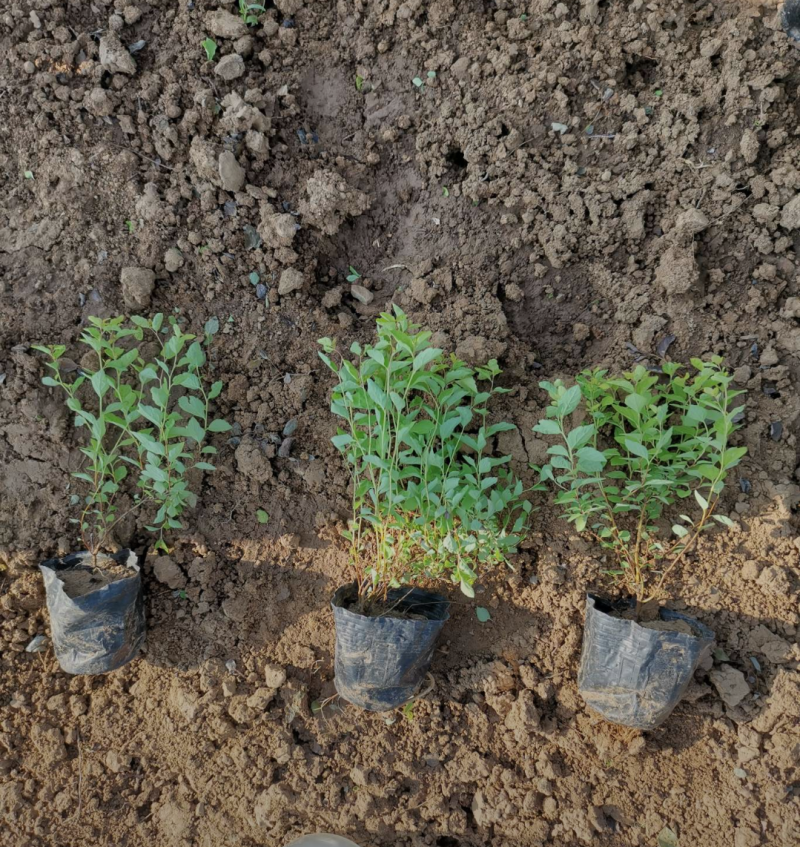 金山绣线菊20/30/40/50规格齐全成活率高价格优惠
