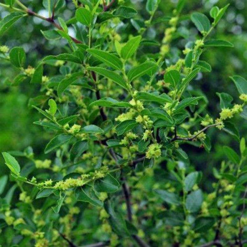 【优质】冬枣树苗品种纯正现挖现发南北种植当年结果包成活