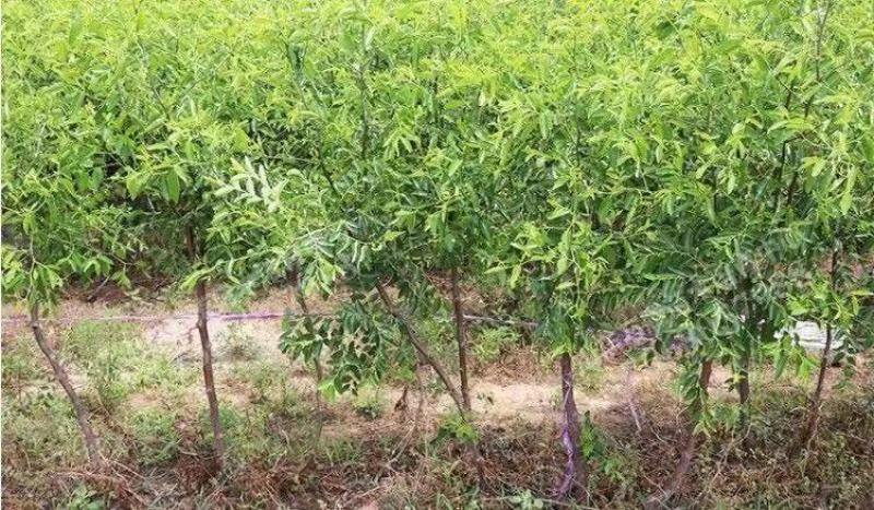 【优质】冬枣树苗品种纯正现挖现发南北种植当年结果包成活