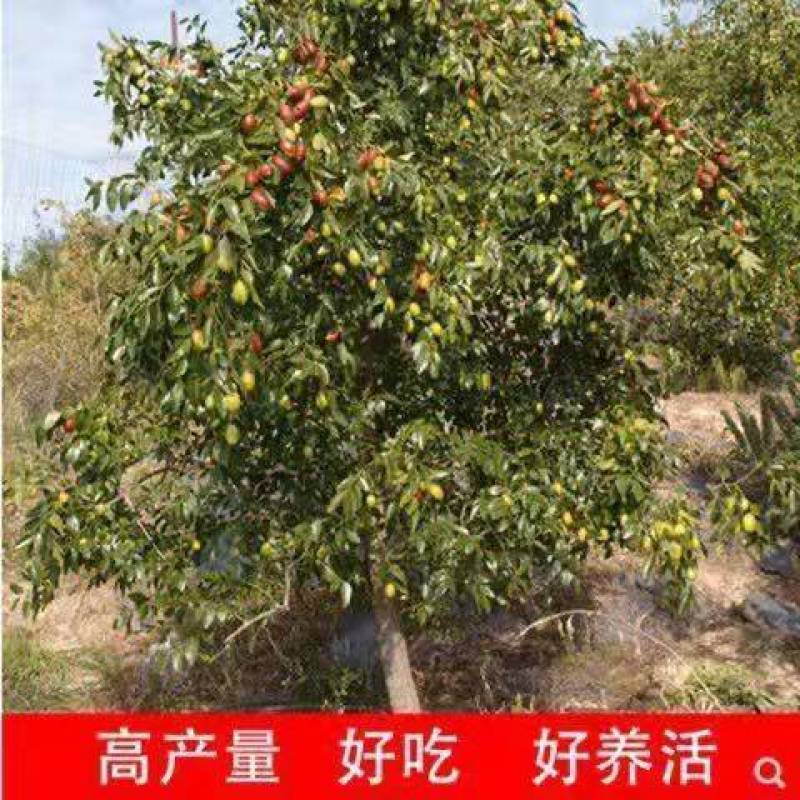 【优质】冬枣树苗品种纯正现挖现发南北种植当年结果包成活