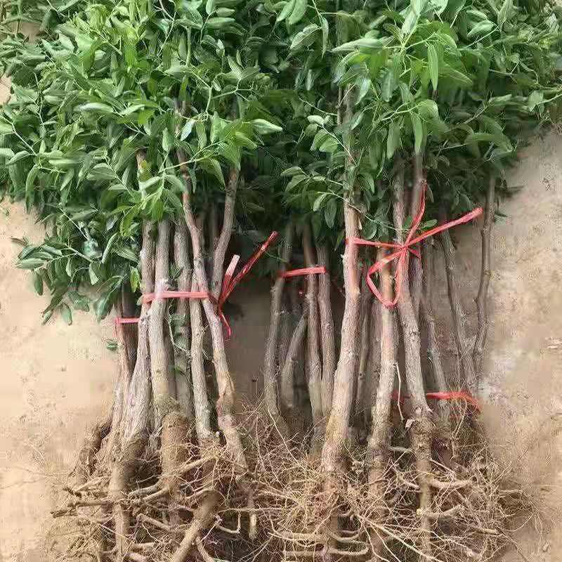 【优质】冬枣树苗品种纯正现挖现发南北种植当年结果包成活