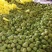 新鲜水果释迦果番荔枝释迦果佛头果一件代发对接电商直播