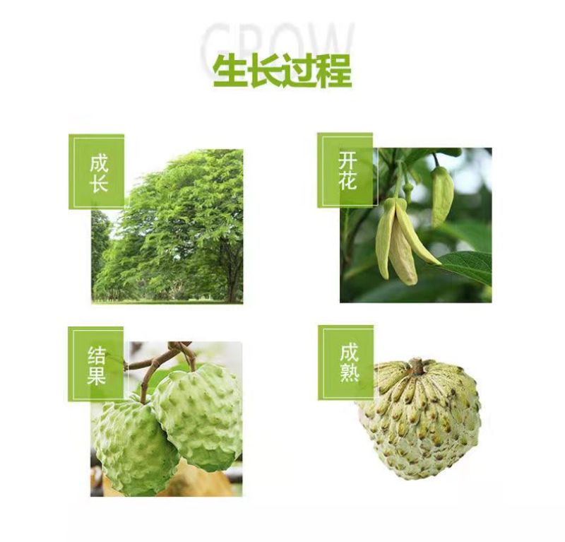 新鲜水果释迦果番荔枝释迦果佛头果一件代发对接电商直播