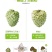 新鲜水果释迦果番荔枝释迦果佛头果一件代发对接电商直播