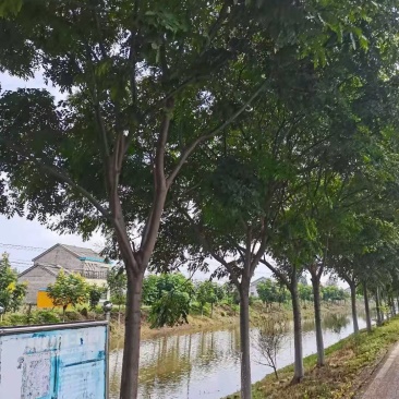 栾树自家基地直销各规格齐全量大从优欢迎选购