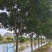 栾树自家基地直销各规格齐全量大从优欢迎选购