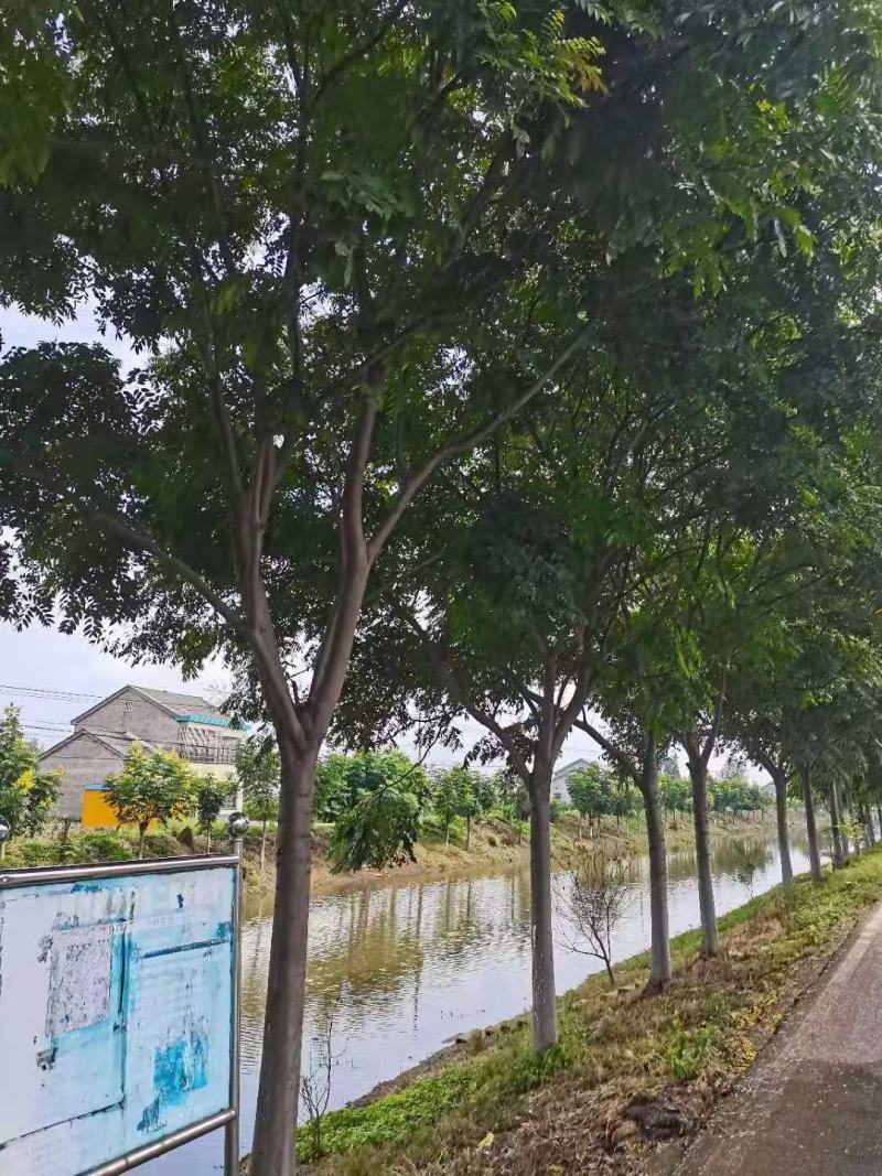 栾树自家基地直销各规格齐全量大从优欢迎选购