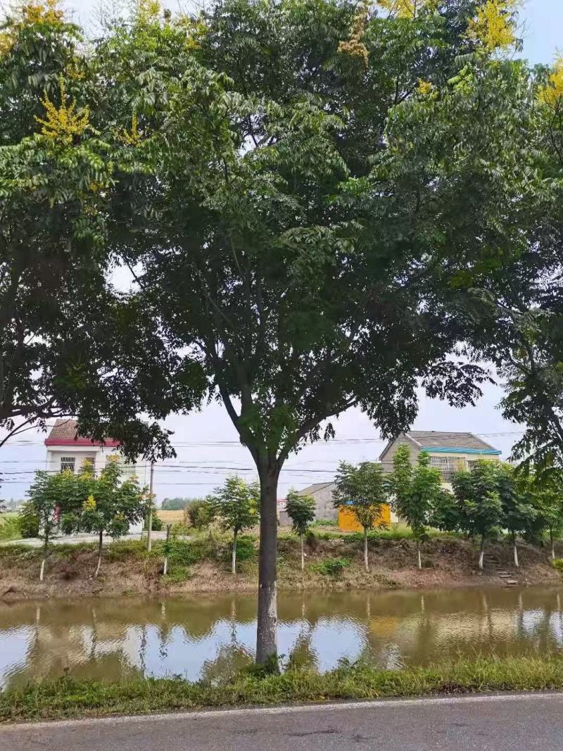 栾树自家基地直销各规格齐全量大从优欢迎选购