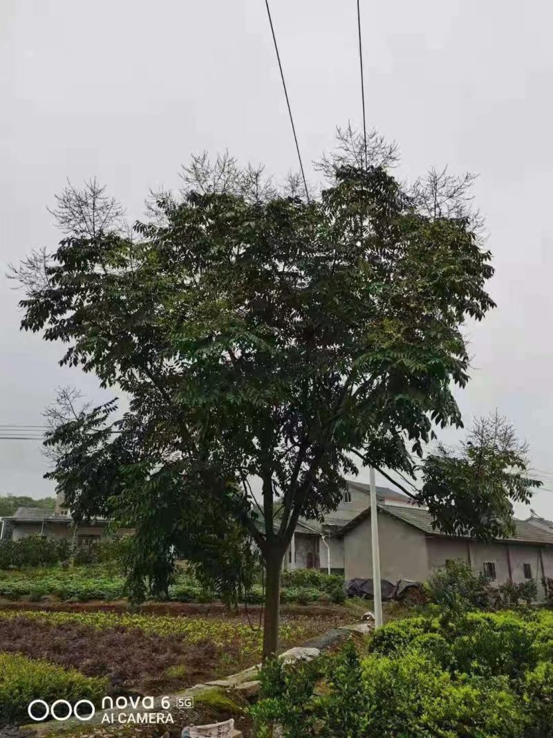 栾树自家基地直销各规格齐全量大从优欢迎选购
