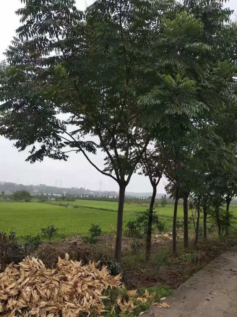 栾树自家基地直销各规格齐全量大从优欢迎选购