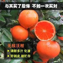 【热卖】无核沃柑苗091无核沃柑苗果冻橙苗品种纯包邮