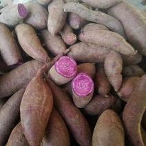 沂蒙山紫薯地瓜大量上市中，欢迎新朋友考察采购！