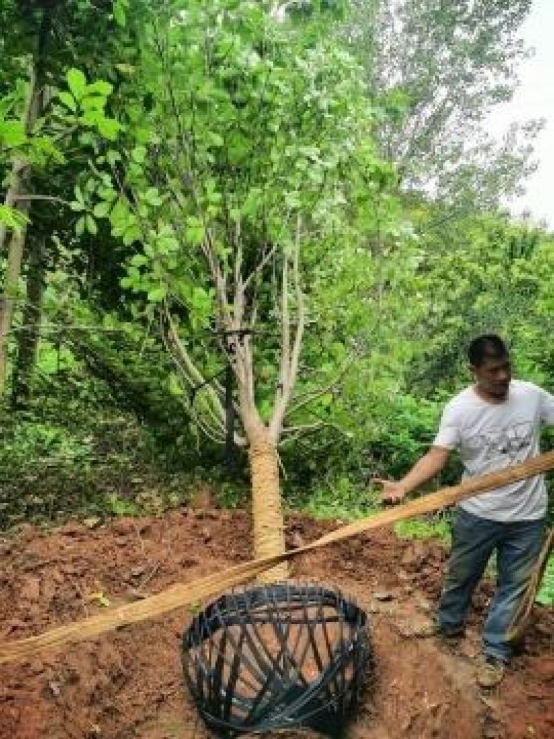 30-40公分玉兰树大玉兰树各种规格玉兰树红黄白玉
