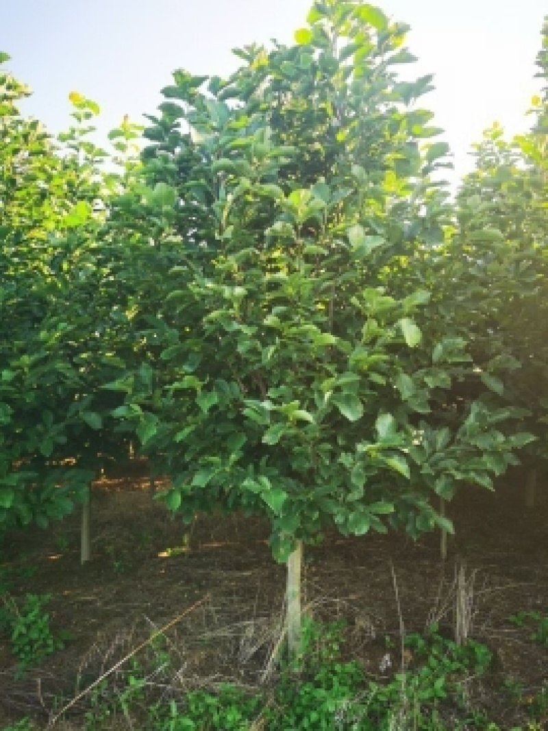 30-40公分玉兰树大玉兰树各种规格玉兰树红黄白玉