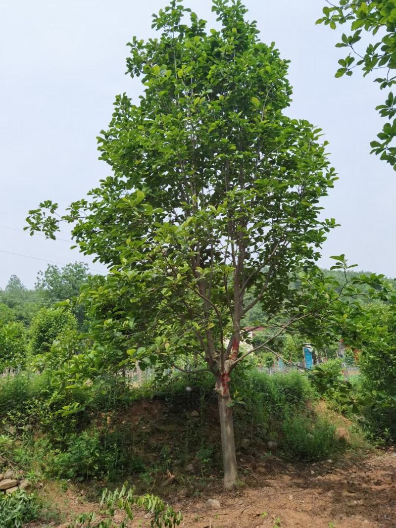 白玉兰望春玉兰毛玉兰山玉兰紫玉兰