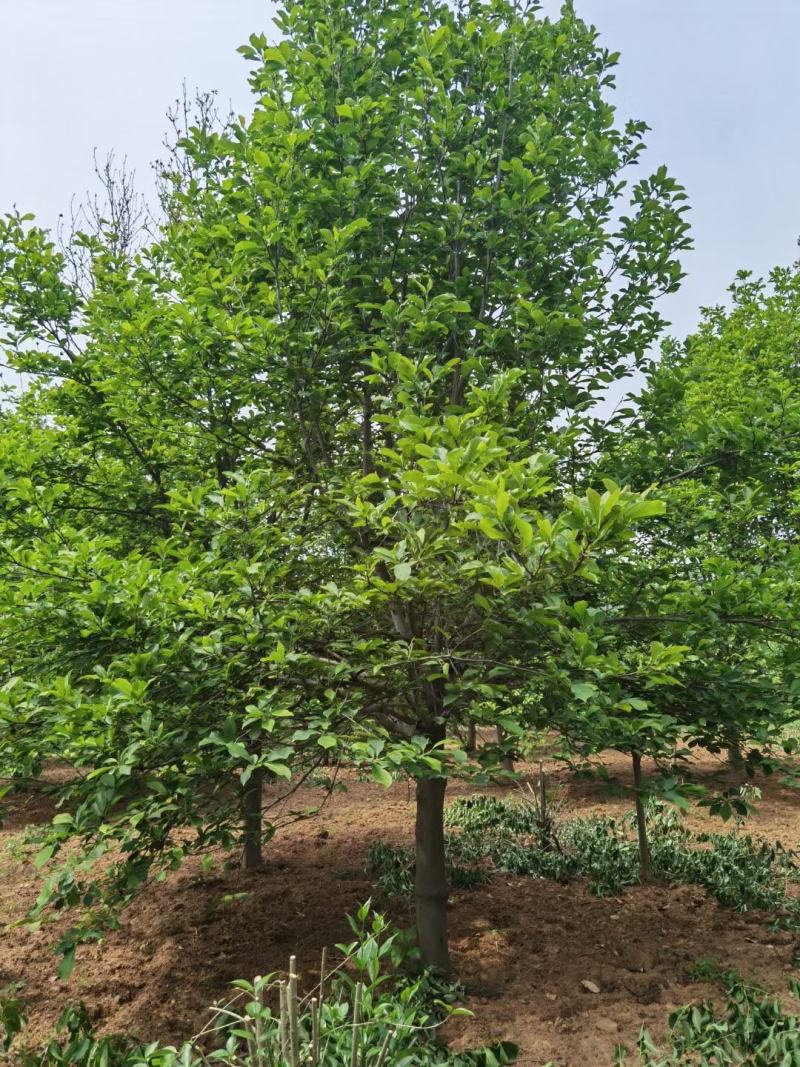 白玉兰望春玉兰毛玉兰山玉兰紫玉兰