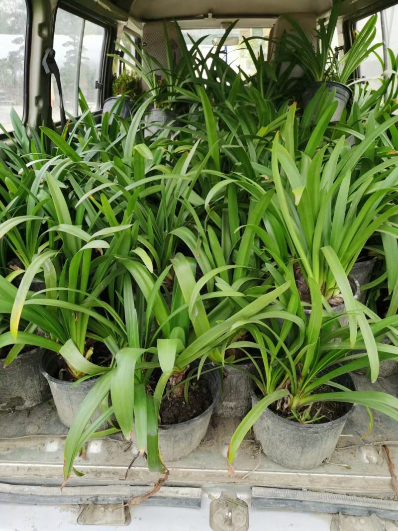 四川成都温江区基地百子连质量保证欢迎咨询