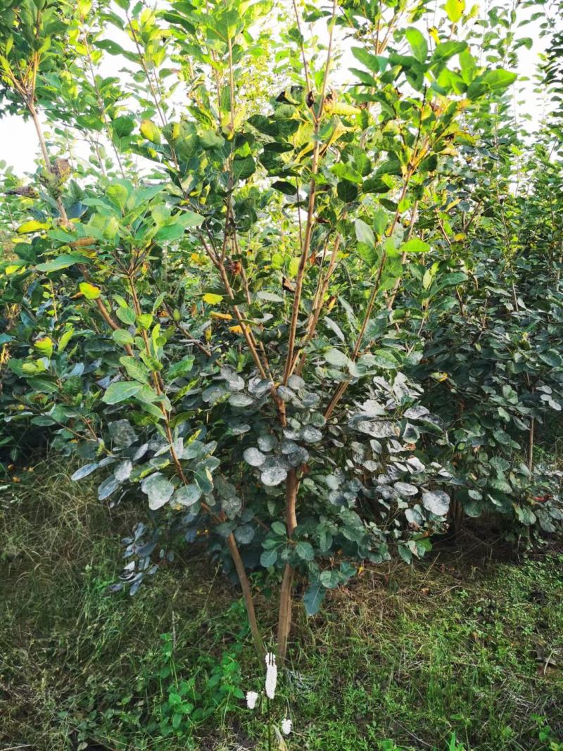 黄栌苗0.5-3公分黄栌黄栌小苗黄栌苗黄栌树苗