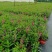 四川成都温江区苗圃香彩雀，规格齐全，欢迎选购！