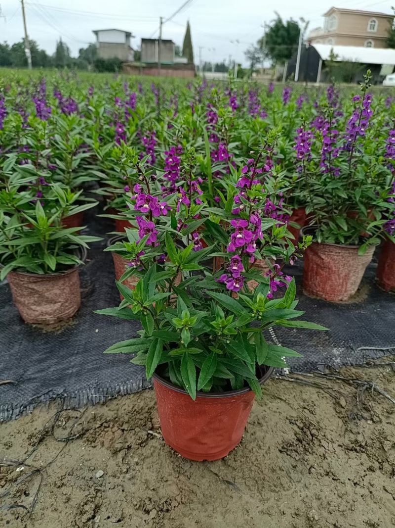 四川成都温江区苗圃香彩雀，规格齐全，欢迎选购！
