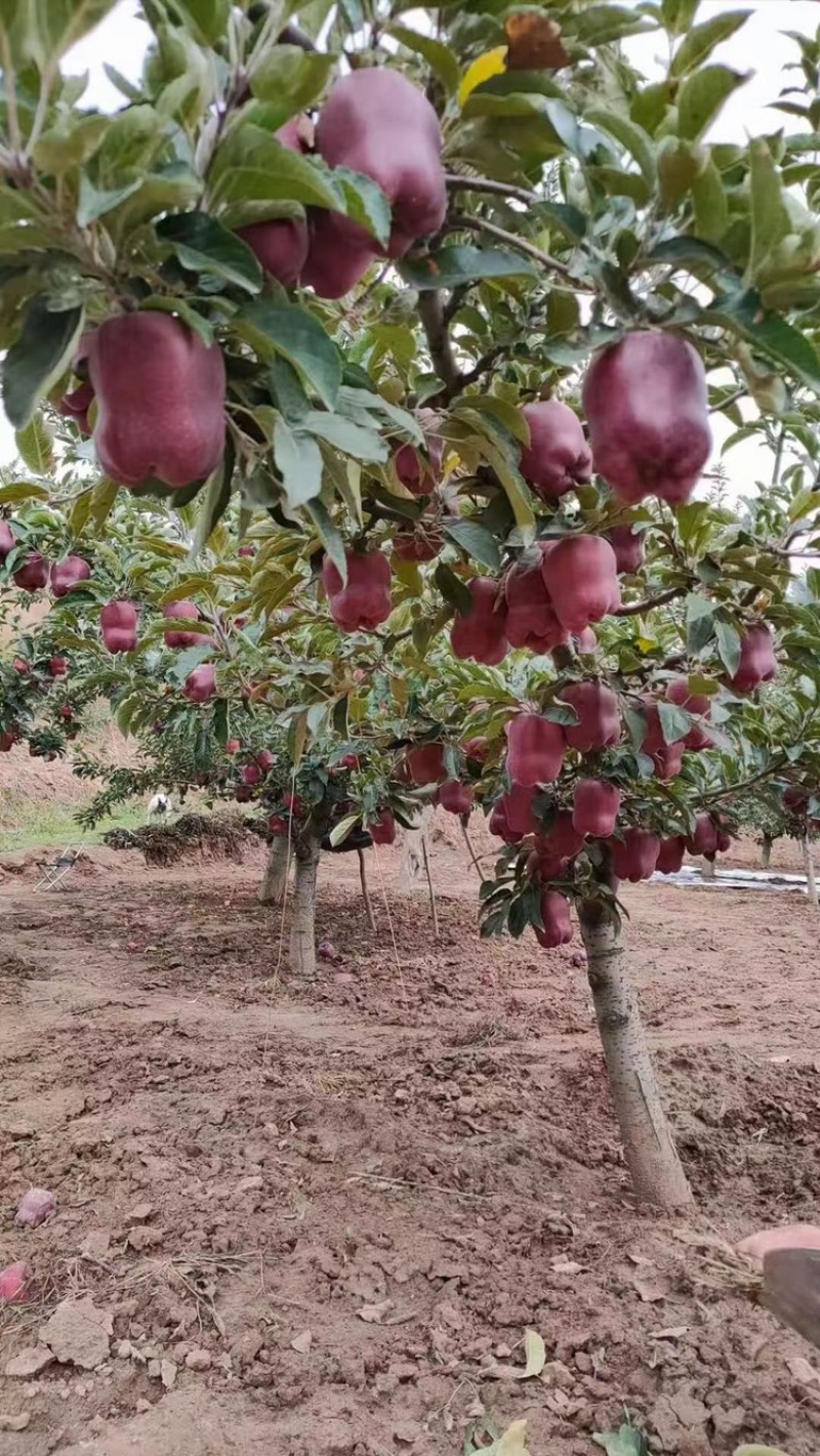 〖甘肃天水金川花牛热卖〗花牛苹果大量上市了