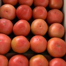 硬粉西红柿，产地直销，量大从优，支持一条龙服务