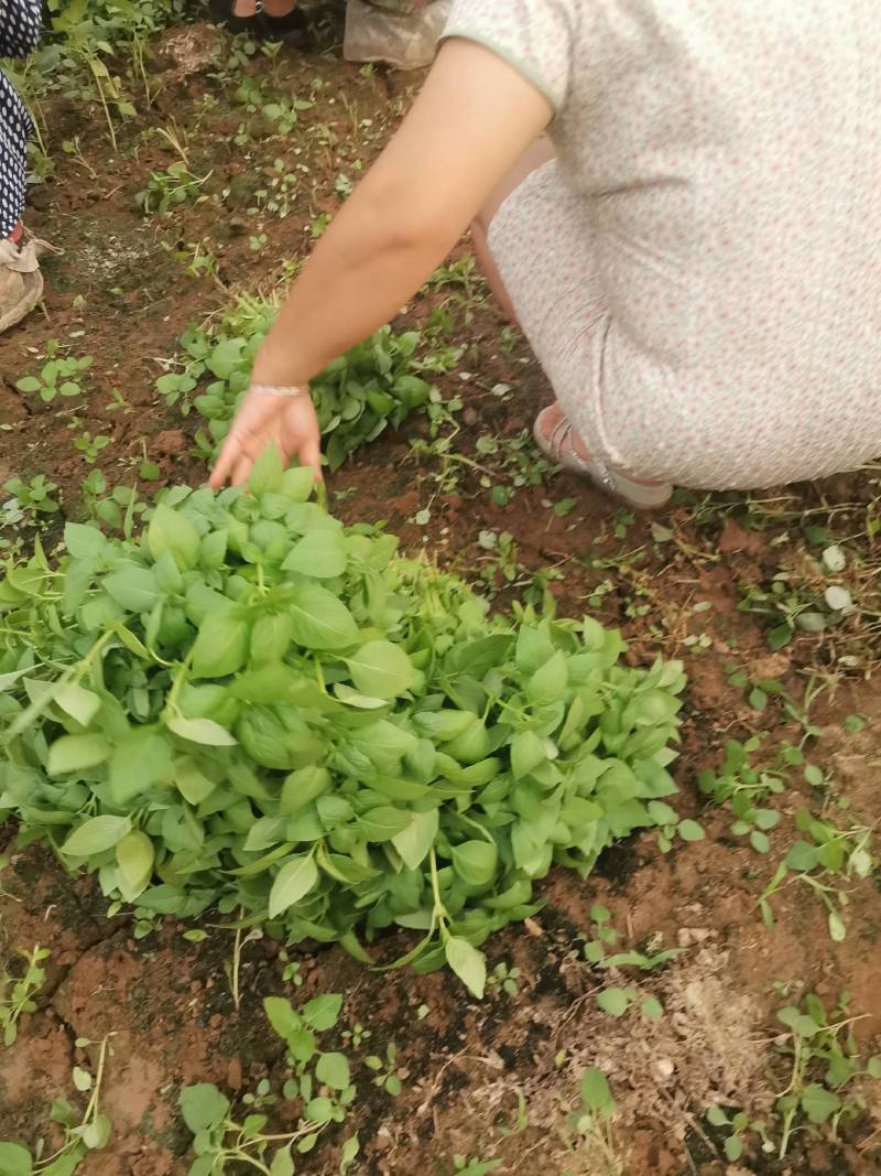 精品大叶荆芥走货中