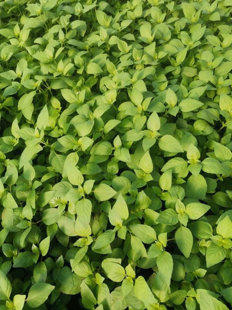 精品大叶荆芥走货中