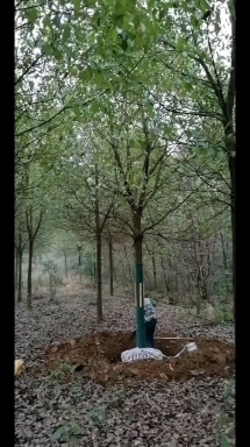 供应各种规格香樟树。
