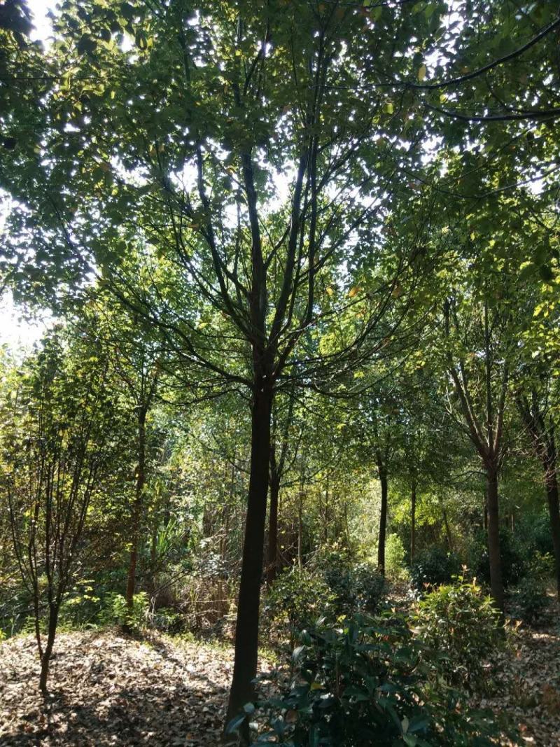 供应各种规格香樟树。