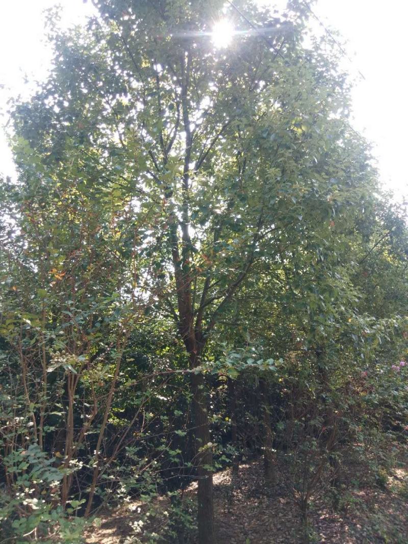 供应各种规格香樟树。