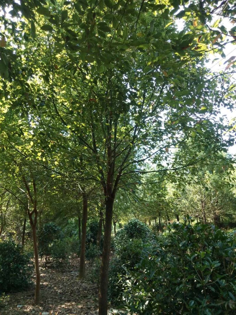 供应各种规格香樟树。