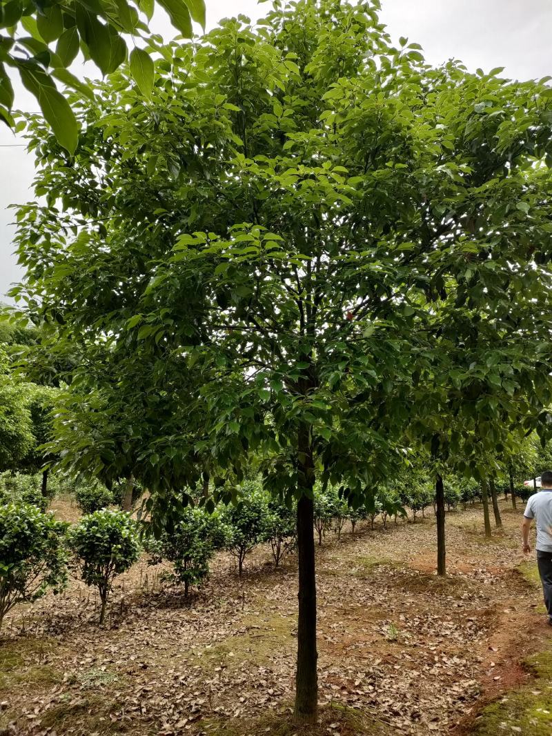 供应各种规格香樟树。