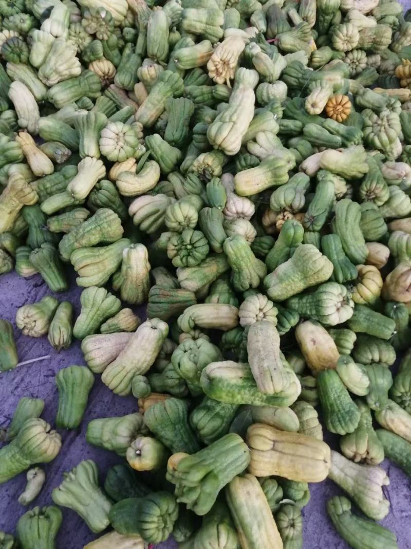 广佛手苗，杯苗，地苗，回收。苗壮，根须好
