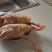 土鸽子