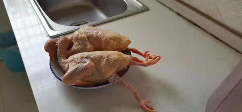 土鸽子