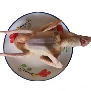 土鸽子