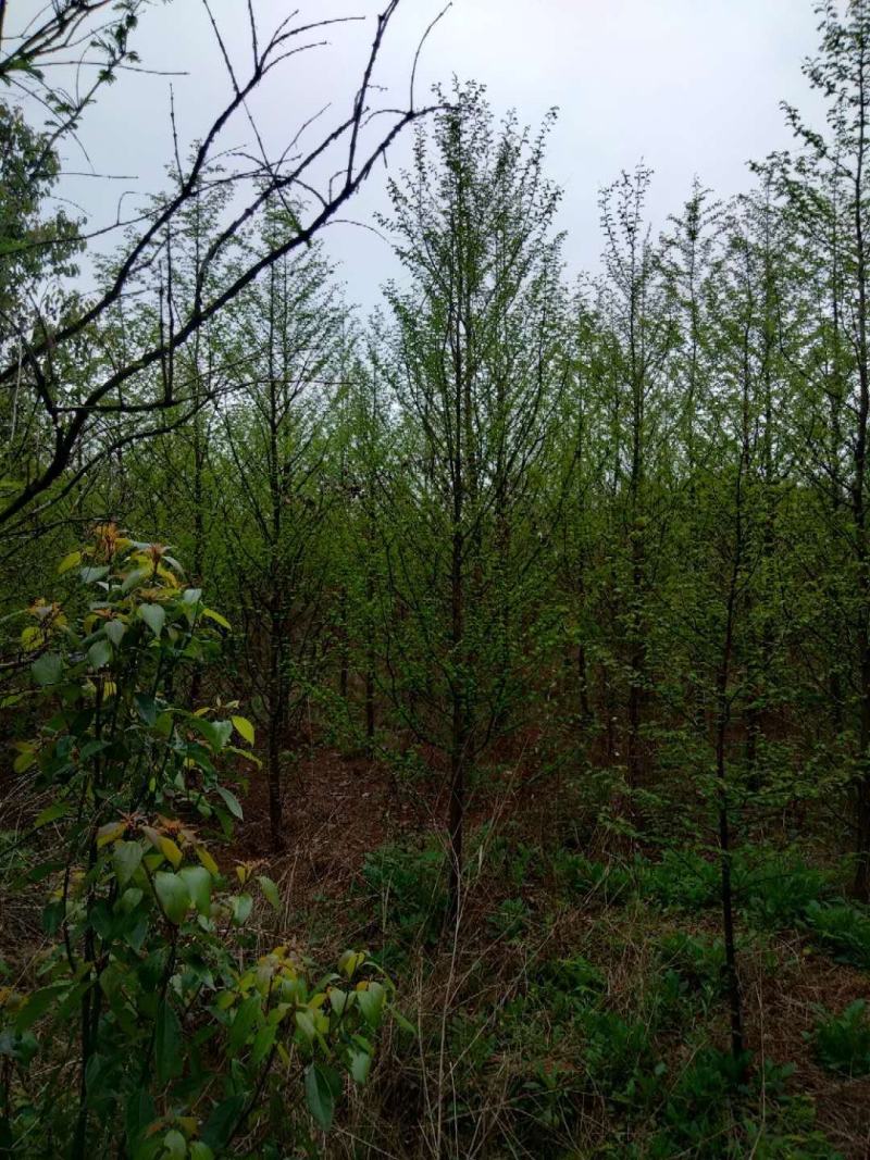 供应各种规格水杉树、落羽杉。